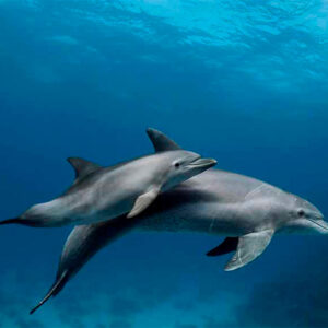 FLOREANA