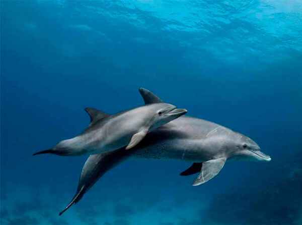 FLOREANA