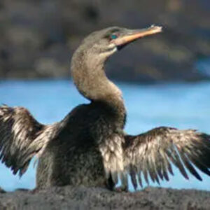 CORMORANT TOUR  5N/6D TOURIST CLASS YACHT