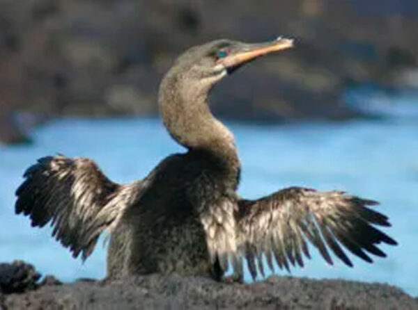 CORMORANT TOUR  5N/6D TOURIST CLASS YACHT