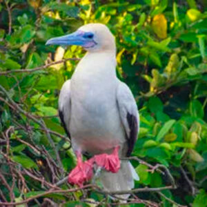 RED BOOBY TOUR 4N/5D TOURIST CLASS YACHT