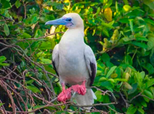 RED BOOBY TOUR 4N/5D TOURIST CLASS YACHT